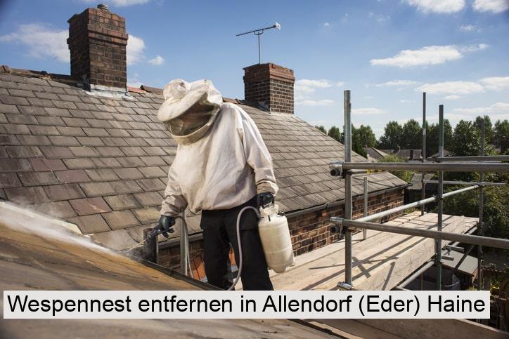 Wespennest entfernen in Allendorf (Eder) Haine